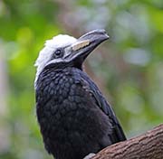 Picture/image of White-crested Hornbill