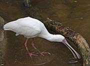 Picture/image of African Spoonbill