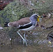 Picture/image of White-headed Lapwing