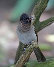 Picture/image of Common Bulbul