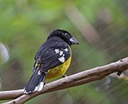 Picture/image of Black-backed Grosbeak