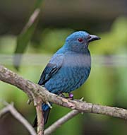 Picture/image of Asian Fairy-bluebird