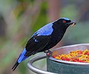 Picture/image of Asian Fairy-bluebird