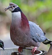 Picture/image of Collared Imperial Pigeon