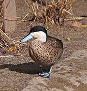 Picture/image of Puna Teal