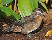 Picture/image of Wood Duck