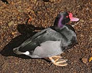 Picture/image of Rosy-billed Pochard