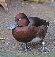 Picture/image of Ferruginous Duck
