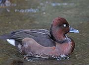 Picture/image of Ferruginous Duck