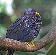 Picture/image of African Olive Pigeon