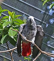 Picture/image of Grey Parrot