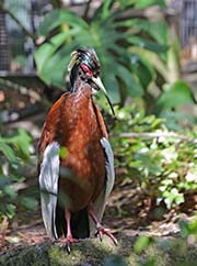 Picture/image of Madagascar Crested Ibis