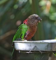 Picture/image of Red-fan Parrot