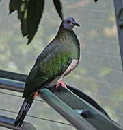 Picture/image of White-bellied Imperial Pigeon