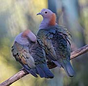 Picture/image of Green Imperial Pigeon