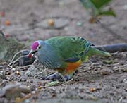 Picture/image of Mariana Fruit-Dove