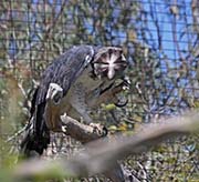 Picture/image of Harpy Eagle