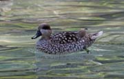 Picture/image of Marbled Teal