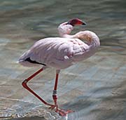  Lesser Flamingo