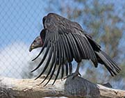 Picture/image of California Condor
