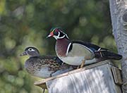 Picture/image of Wood Duck
