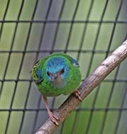 Picture/image of Blue Dacnis