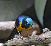 Picture/image of Golden-breasted Starling