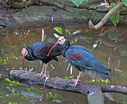 Picture/image of Southern Bald Ibis