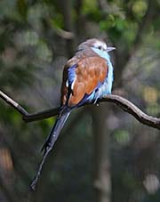 Picture/image of Racket-tailed Roller