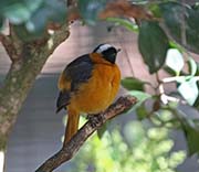 Picture/image of Snowy-crowned Robin-Chat