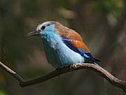 Picture/image of Racket-tailed Roller