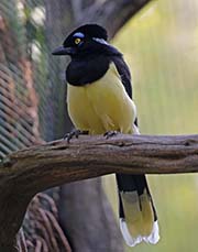 Picture/image of Plush-crested Jay