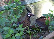 Picture/image of Palawan Peacock-Pheasant