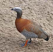 Picture/image of Ashy-headed Goose