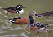 Picture/image of Red Shoveler