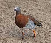 Picture/image of Ashy-headed Goose