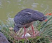 Picture/image of Southern Screamer