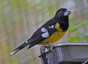 Picture/image of Black-backed Grosbeak