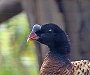 Picture/image of Helmeted Curassow