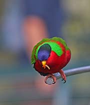 Picture/image of Collared Lory