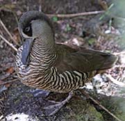 Picture/image of Pink-eared Duck
