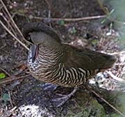 Picture/image of Pink-eared Duck