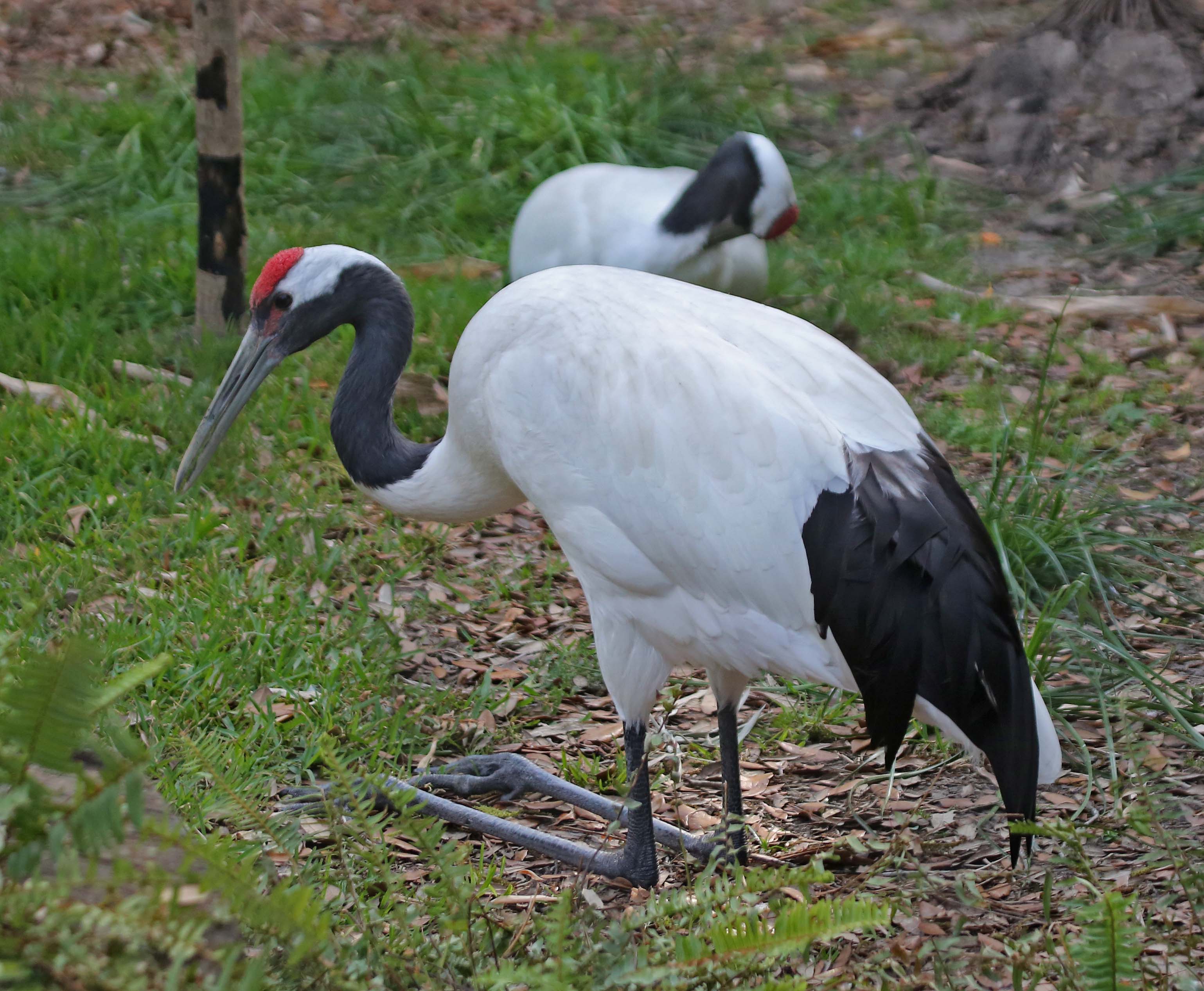 Red-crowned crane  Smithsonian's National Zoo and Conservation