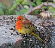 Picture/image of Summer Tanager