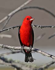 Picture/image of Scarlet Tanager