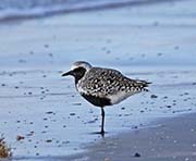 Picture/image of Black-bellied Plover