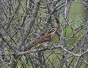 Picture/image of Rose-breasted Grosbeak