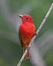 Picture/image of Summer Tanager