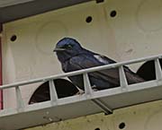 Picture/image of Purple Martin