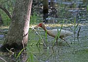 Picture/image of White Ibis